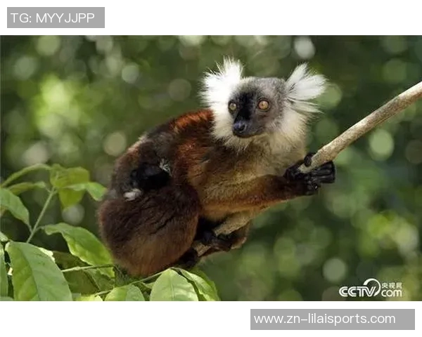 袋鼠与人类的较量：自然界中的生存智慧与适应能力的对比分析